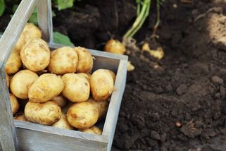 Abyste na podzim sklidili ty nejlepší brambory: dejte poblíž afrikány a nezapomeňte nastýlat - Proženy.cz